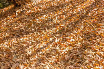 太陽の日が当たる綺麗な落ち葉