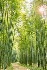 瑞々しい新緑の竹林