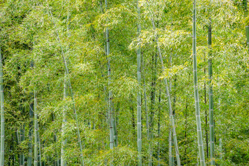 Fototapeta premium 瑞々しい新緑の竹林