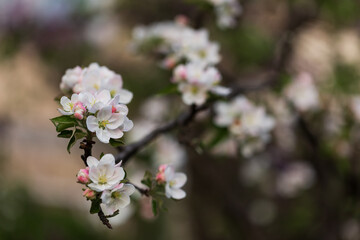 Orchard. Nature background