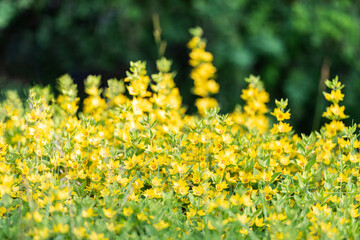 Lysimachia punctata loosestrife flowers yellow flower background