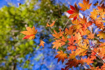 太陽の光を浴びる紅葉した楓