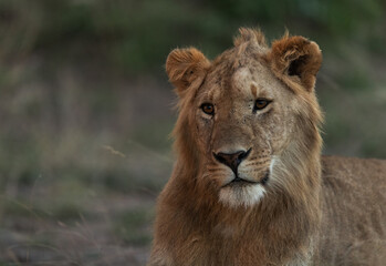 Obraz na płótnie Canvas Portrait of a subadult Lion at Masai Mara, Kenya
