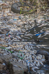 Closeup of dead fishes caused by pollution near a thermal power station