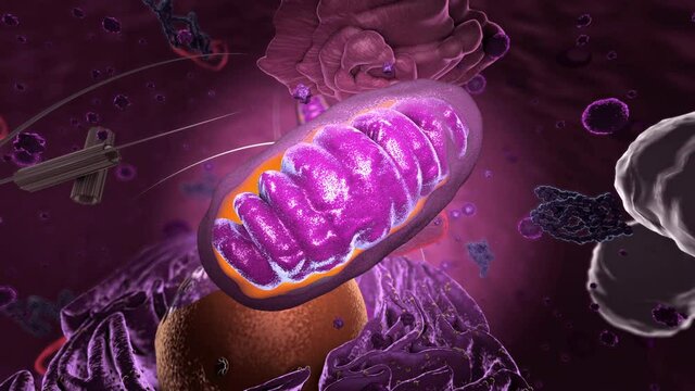 Specialized subunit called organelle inside Eukaryote, focus on mitochondria