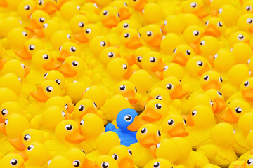 Unique blue toy duck among many yellow ones. Standing out from crowd, individuality and difference concept
