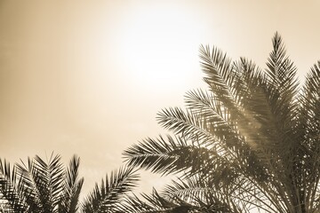 Tropical tourism paradise palms in sunny summer sun yellow sky. Sun light shines through leaves of palm. Beautiful wanderlust travel journey symbol for vacation trip to southern holiday dream island