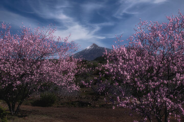 almond blossom with back background