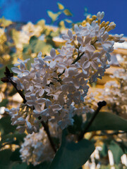 Lilac blossom. Lilac blossom, Vilnius