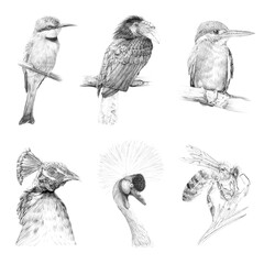 Set of six birds animals, hand drawn illustrations (originals, no tracing)
