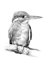 Hand drawn kingfisher, sketch graphics monochrome illustration on white background © byrdyak