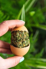 Normalize Cannabis Use- Hand Holding Cannabis Bud in Egg Shell