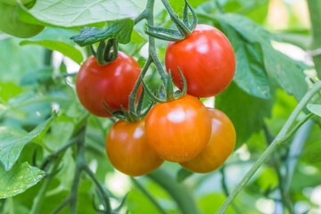 Bush of tasty colorful summer bio tomatoes at garden greenhouse. Delicious fresh and juicy...