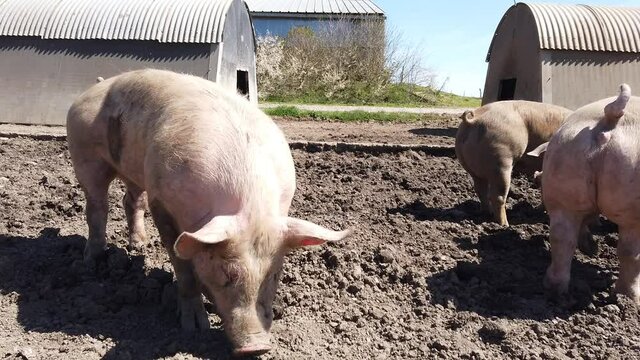Agriculture porcs cochon elevage viande bio plein air Wallonie Belgique