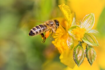 Honey bee with pollen pellets flight to gather nectar flower. Animal flying to pollination. Important insect for environment ecology ecosystem. Awareness of nature climate change sustainability