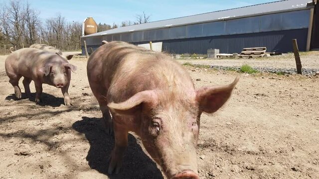 Agriculture porcs cochon elevage viande bio plein air Wallonie Belgique
