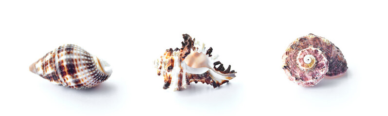 three molluscan shells white-brown isolate, ocean, sea