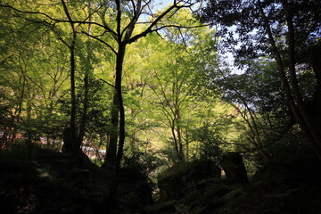 Obraz premium 緑の渓谷