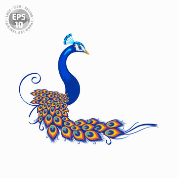abstract peacock logo vector template