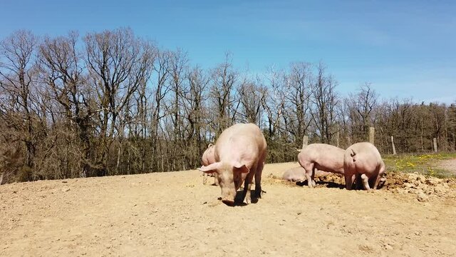 Agriculture porcs cochon elevage viande bio plein air Wallonie Belgique