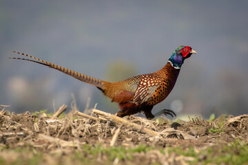 Ring-necked pheasant