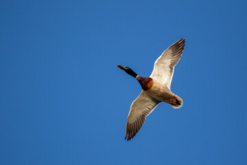 Mallard duck  in flight