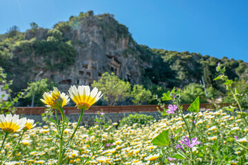 The scenic view of blooming daisies and the Tomb of Amyntas, also known as the Fethiye Tomb, is an ancient Greek rock-hewn tomb at ancient Telmessos, in Lycia, currently in Fethiye in Muğla.