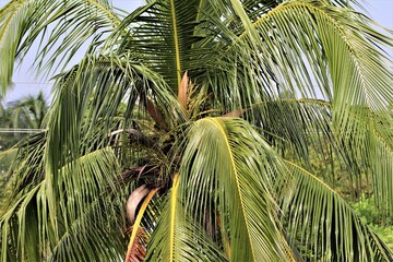 Obraz premium This is Natural View of Palm Tree