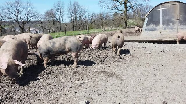 Agriculture porcs cochon elevage viande bio plein air Wallonie Belgique