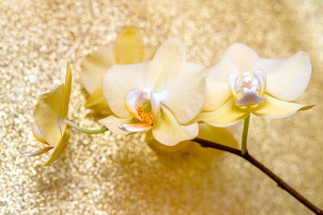 Fototapeta na wymiar A branch of yellow orchids on a shiny gold background.
