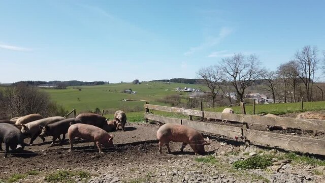 Agriculture porcs cochon elevage viande bio plein air Wallonie Belgique