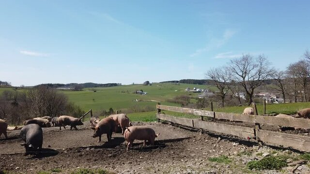 Agriculture porcs cochon elevage viande bio plein air Wallonie Belgique