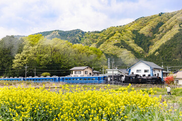 満開の菜の花の横を走る蒸気機関車