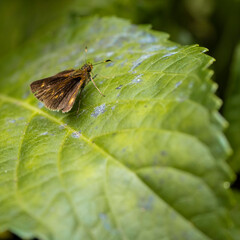 Moth in a leaf