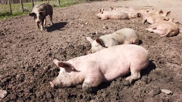 Agriculture porcs cochon elevage viande bio plein air Wallonie Belgique