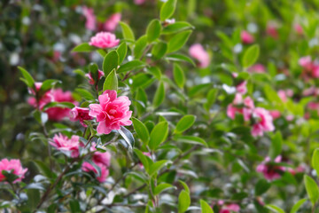 赤く綺麗な椿の花