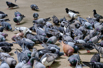 A flock of pigeons in Tashkent Pets on a pedestrian alay