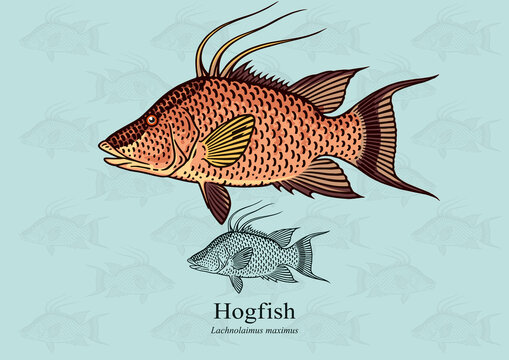 Hogfish. Vector illustration with refined details and optimized stroke that allows the image to be used in small sizes (in packaging design, decoration, educational graphics, etc.)