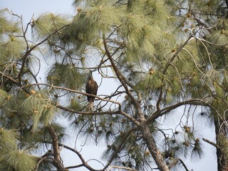A small eagle perches itself in one of the branches of a pine tree.