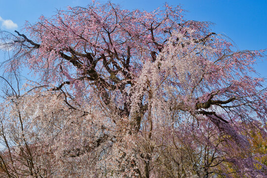 祇園枝垂桜 Images Browse 38 Stock Photos Vectors And Video Adobe Stock 祇園枝垂桜 Images Browse 38 Stock Photos Vectors And Video Adobe Stock