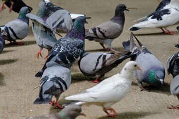 A flock of pigeons in Tashkent Pets on a pedestrian alay