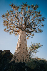 Namibia. The Quiver Tree Forest is located about 14 km northeast of Kitmanshoop, on the way to the...