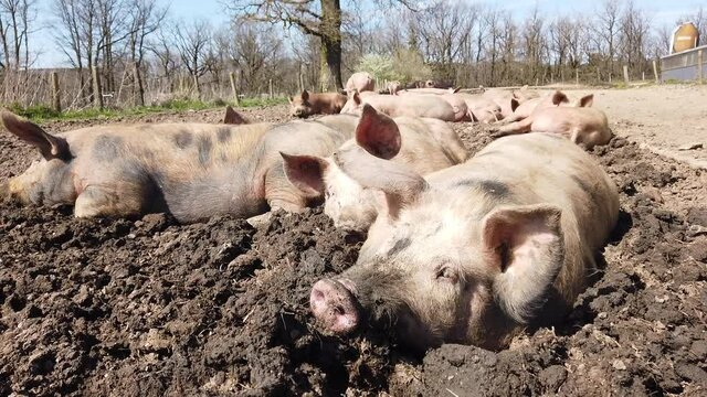 Agriculture porcs cochon elevage viande bio plein air Wallonie Belgique