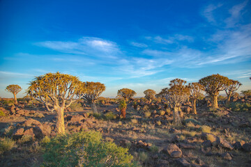 Namibia. The Quiver Tree Forest is located about 14 km northeast of Kitmanshoop, on the way to the...
