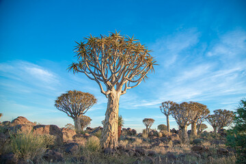 Namibia. The Quiver Tree Forest is located about 14 km northeast of Kitmanshoop, on the way to the small village of Koes in southern Namibia