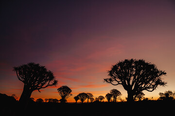 Namibia. The Quiver Tree Forest is located about 14 km northeast of Kitmanshoop, on the way to the...