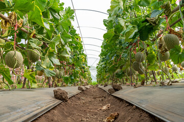 green orgranic melons fruit or cantaloupe in melons farm plant green house.