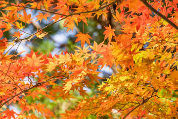 太陽の光を浴びる紅葉した楓