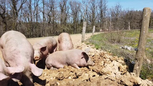Agriculture porcs cochon elevage viande bio plein air Wallonie Belgique
