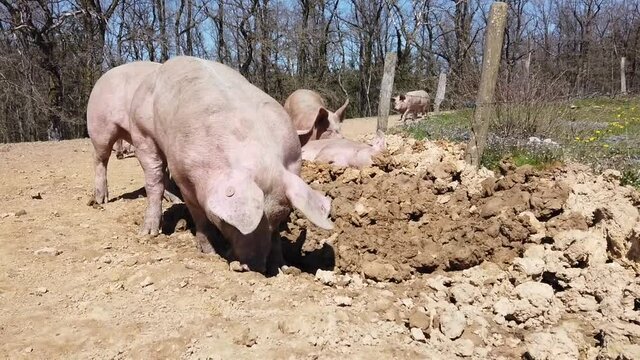 Agriculture porcs cochon elevage viande bio plein air Wallonie Belgique